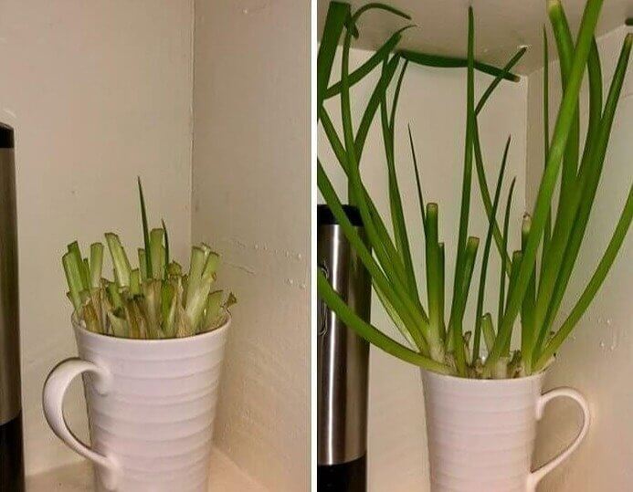 You Don't Need a Garden to Grow Your Own Onion Chives