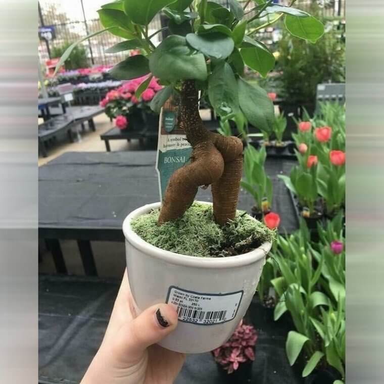 The Tree With an Extra Big Behind