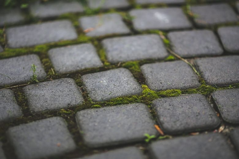 With these tricks you can easily get rid of moss